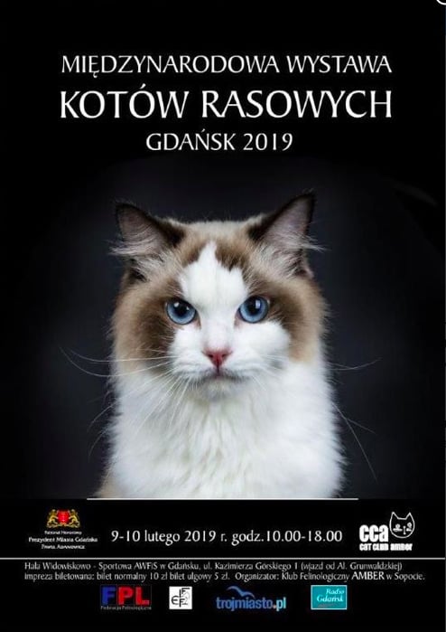 Międzynarodowa Wystawa Kotów Rasowych 