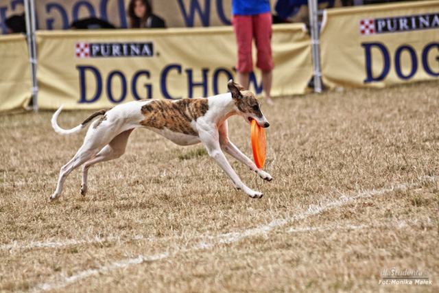 Dog Chow Disc Cup 2014 - zdjęcie nr 8