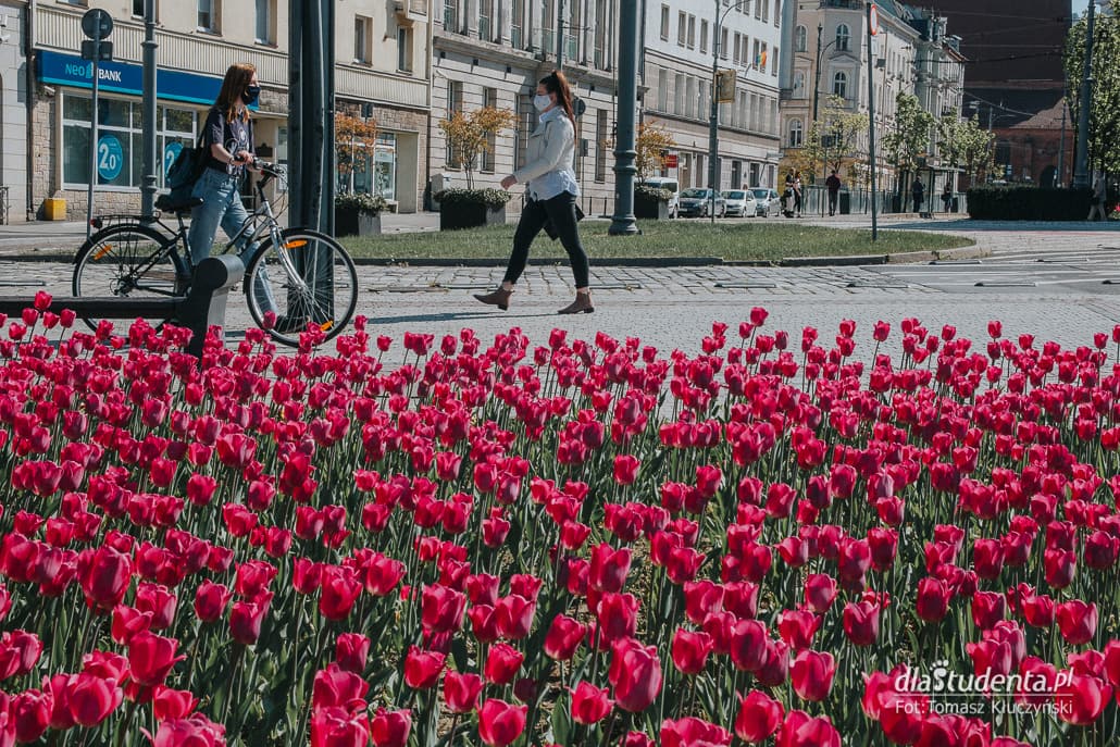Wiosna zawiała do Poznania - zdjęcie nr 4