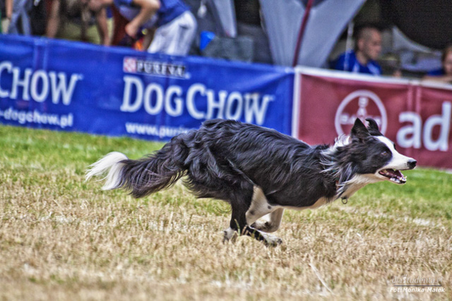 Dog Chow Disc Cup 2014 - zdjęcie nr 3