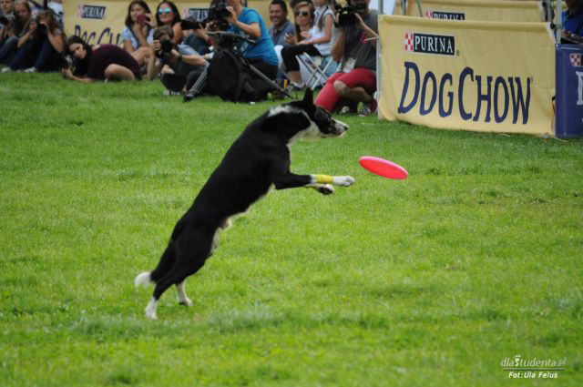 FINAŁ: Dog Chow Disc Cup 2014 - zdjęcie nr 9