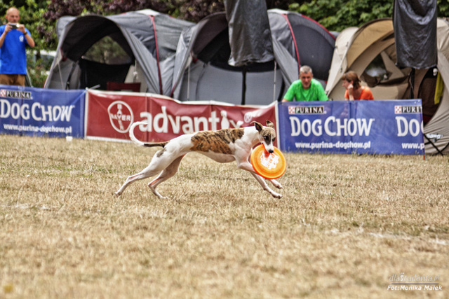 Dog Chow Disc Cup 2014 - zdjęcie nr 5