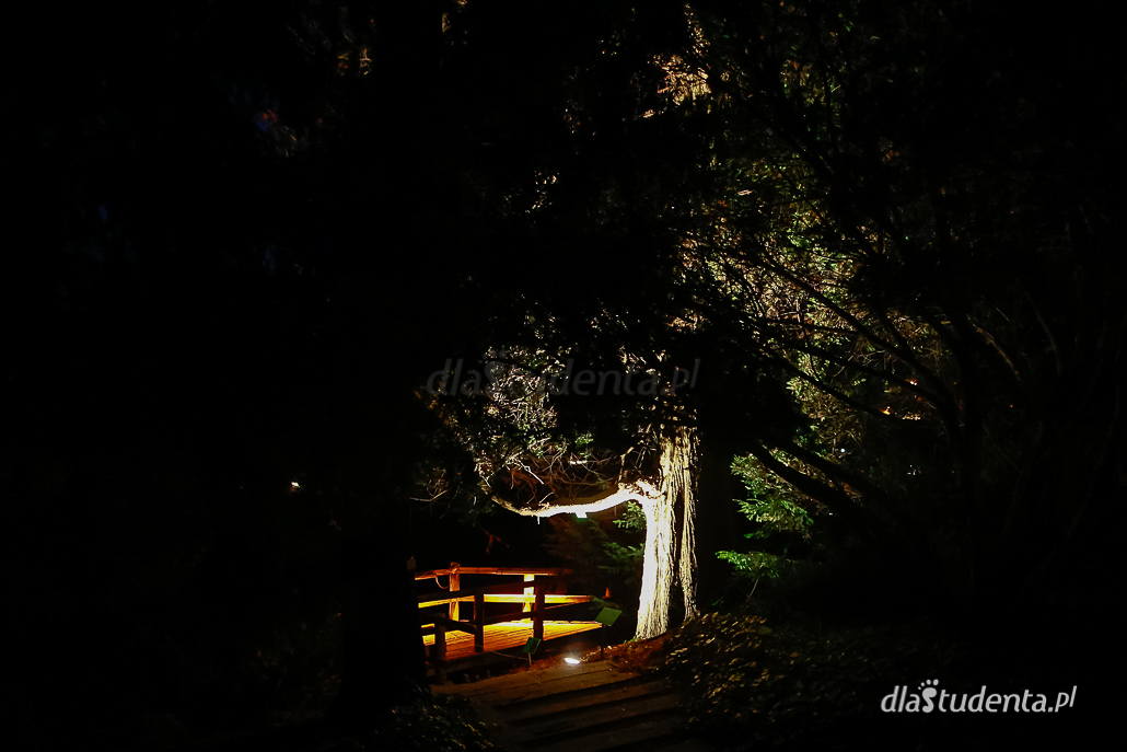 Światłogród - iluminacje w Ogrodzie Botanicznym  - zdjęcie nr 8