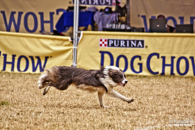 Dog Chow Disc Cup 2014 - zdjęcie nr 11