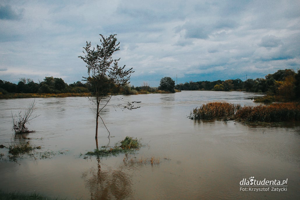 Fala powodziowa we Wrocławiu - zdjęcie nr 6