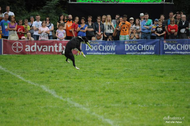 FINAŁ: Dog Chow Disc Cup 2014 - zdjęcie nr 7