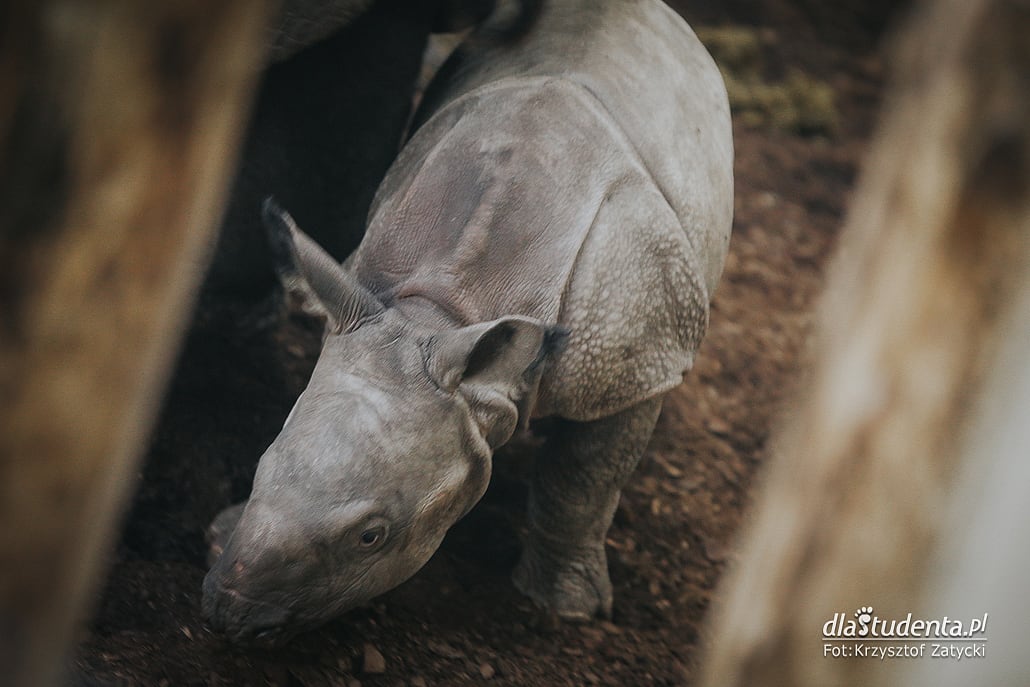Uroczyste nadanie imienia nosorożcowi indyjskiemu we Wrocławiu - zdjęcie nr 4