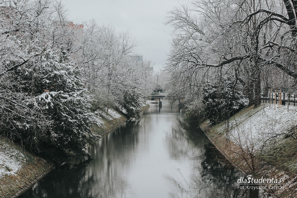 Zima zawitała do objętego kwarantanną Wrocławia - zdjęcie nr 2