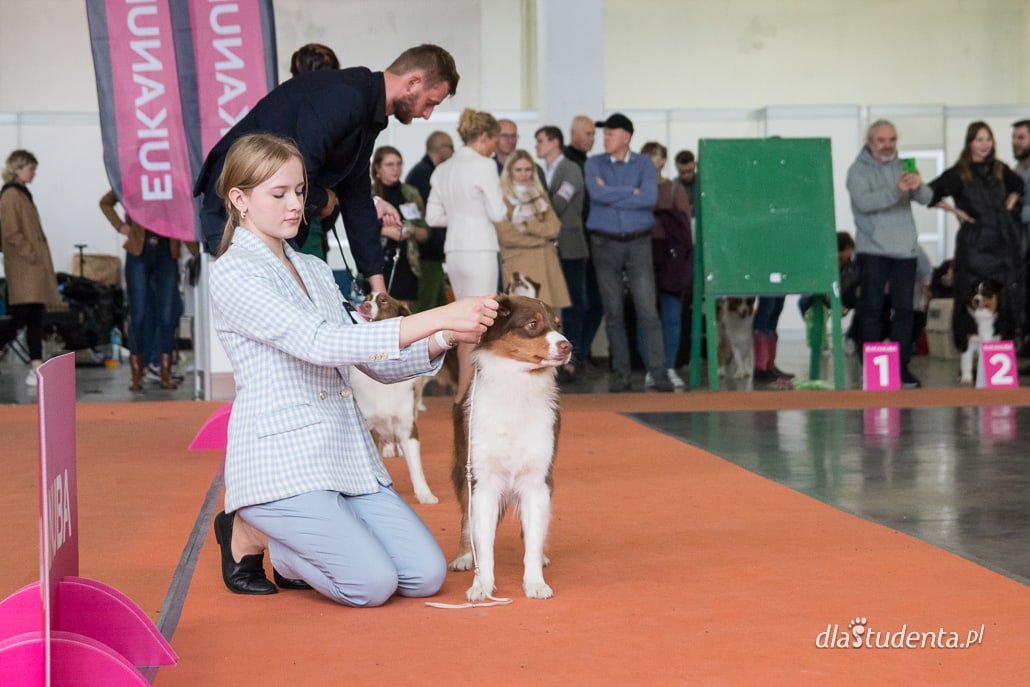 Wystawa psów w Poznaniu 2022 - zdjęcie nr 12