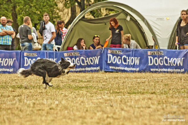 Dog Chow Disc Cup 2014 - zdjęcie nr 2