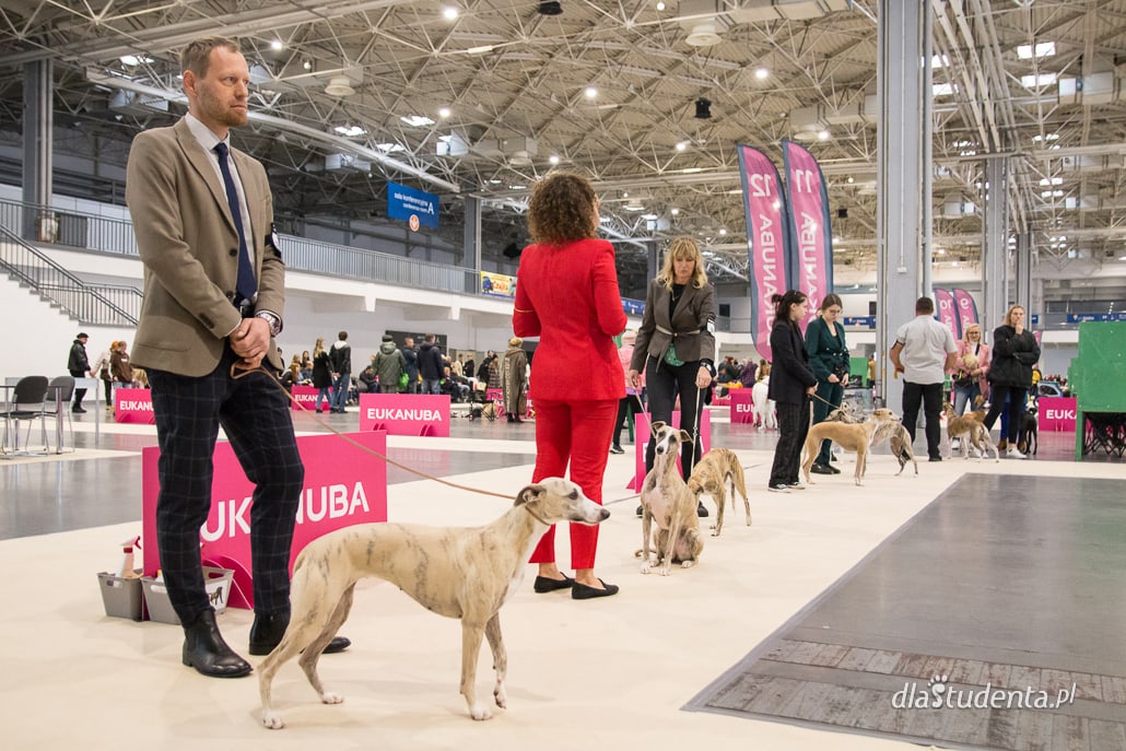 Wystawa psów w Poznaniu 2022 - zdjęcie nr 8