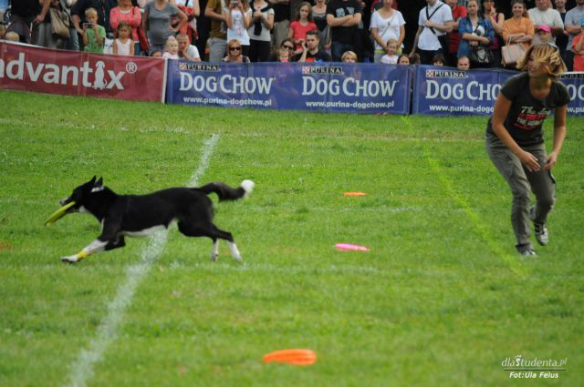 FINAŁ: Dog Chow Disc Cup 2014 - zdjęcie nr 8