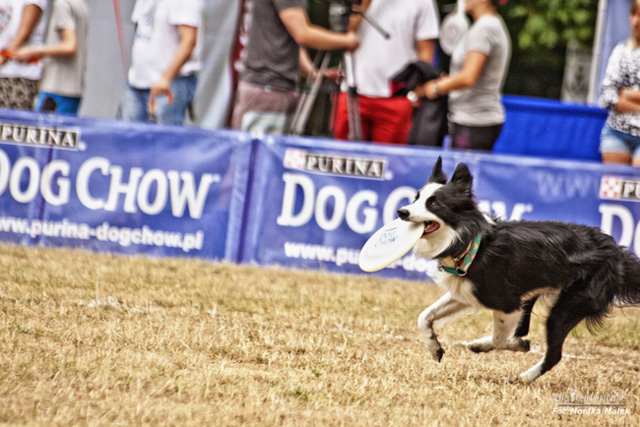 Dog Chow Disc Cup 2014 - zdjęcie nr 4