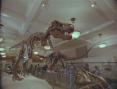 Dinozaury w trójwymiarze w Orange IMAX