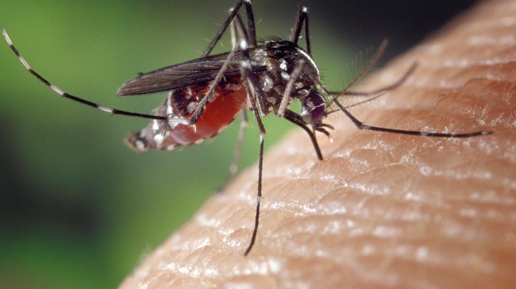 Oto skuteczne sposoby na komary!