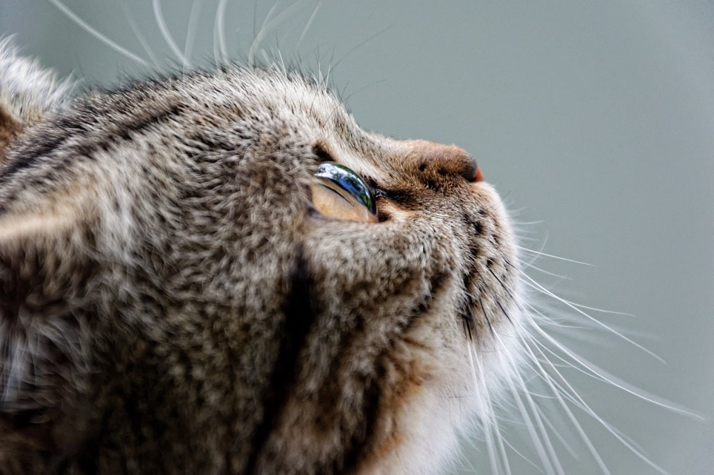 Od czego zależy charakter i osobowość kotów? Rasa kota wpływa na charakter