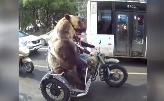 Niedźwiedź na motorze