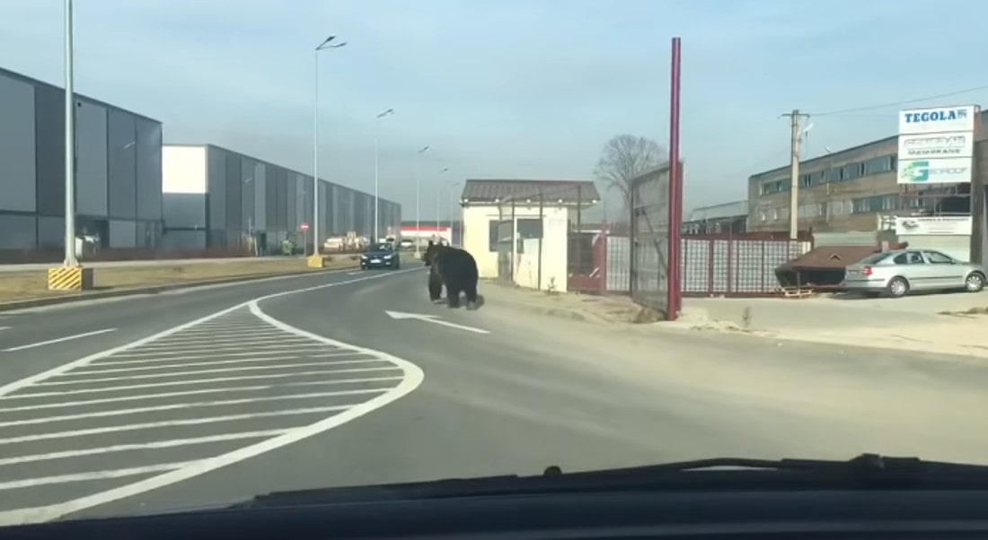 Zobacz filmik, na którym zarejestrowano niedźwiedzia na ulicach w Braszowie!