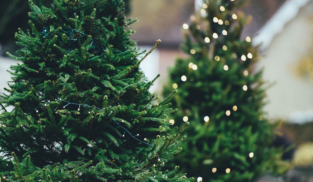 Jak prawidłowo dbać o żywą choinkę na Boże Narodzenie?