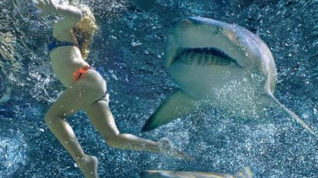 Dziewięć rzeczy, których nie wiedziałeś o rekinach