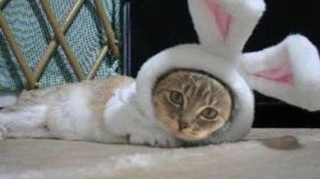 Co się dzieje z właścicielami kotów na Wielkanoc?