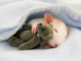 [Image: rats-with-teddy320.jpg]