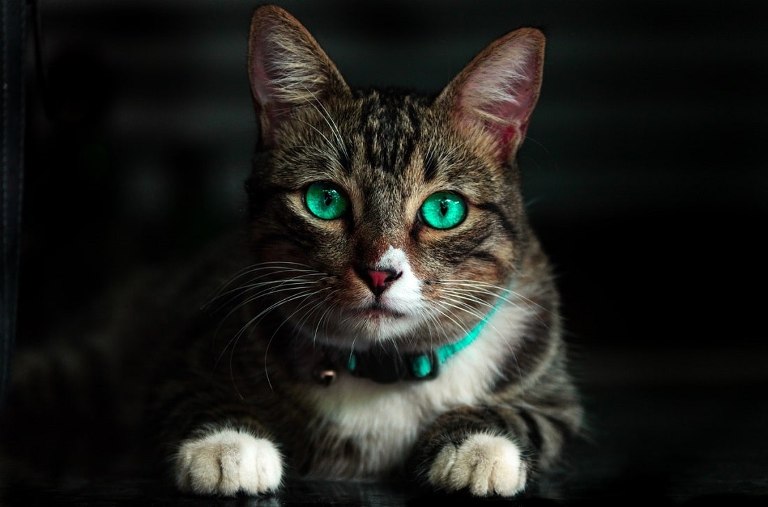 Kot o bardzo zielonych, seledynowych wręcz oczach