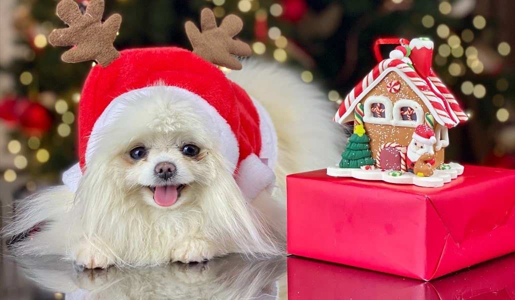 Świąteczny prezent dla psa - co warto kupić?