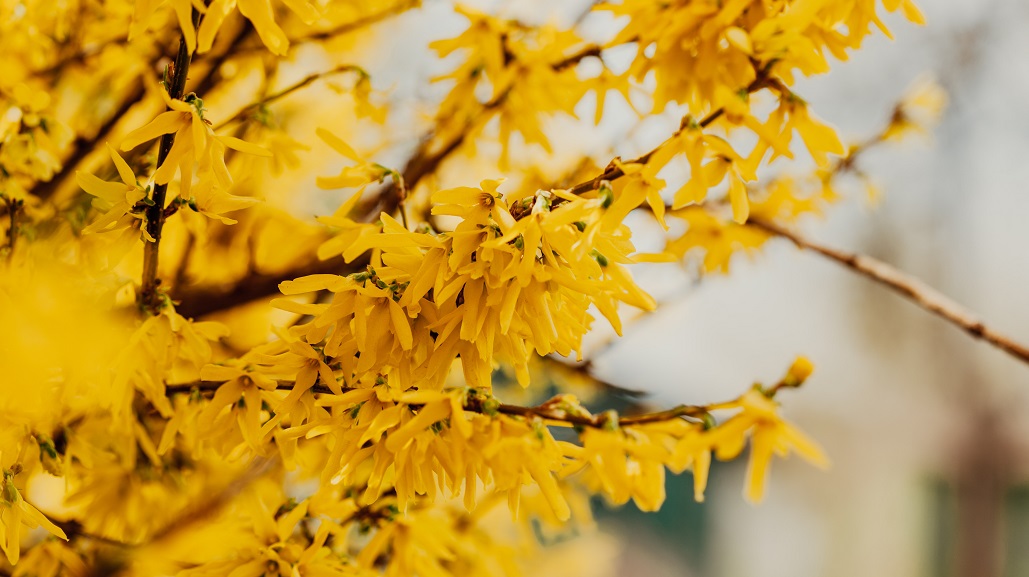 Forsycja - piękny wiosenny kwiat nie tylko odzdobą. Jakie ma właściwości dla zdrowia?