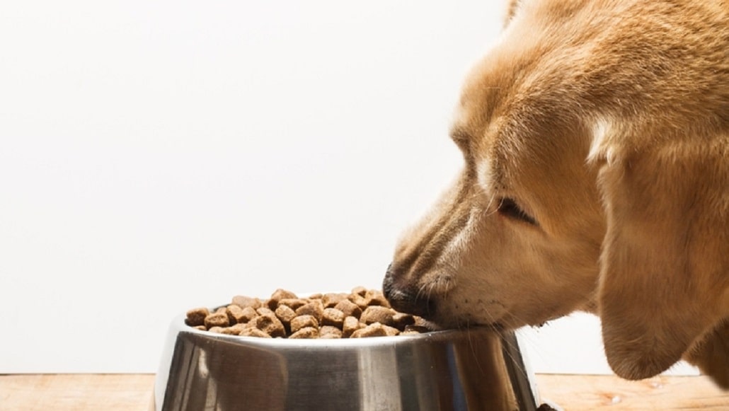 Jaka jest najlepsza karma dla psa?