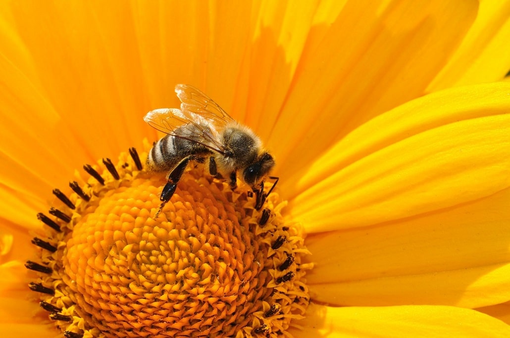 Pszczółka na kwiatku zbiera pyłek