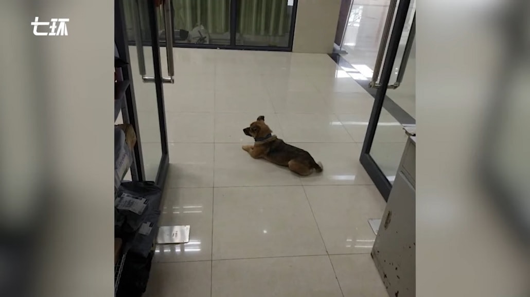 Zdjęcie psa Xiao Bao czekającego na zmarłego właściciela