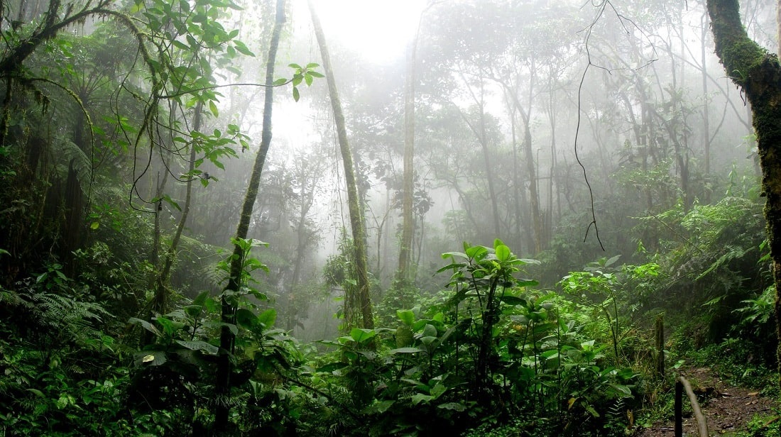 Las deszczowy, Amazonia