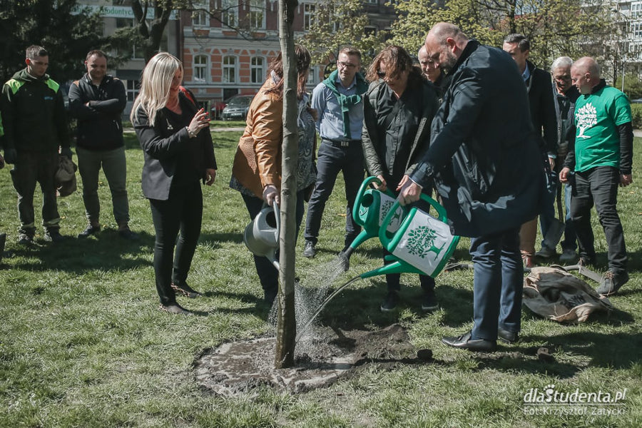 Drzewo dla Adamowicza we Wrocławiu