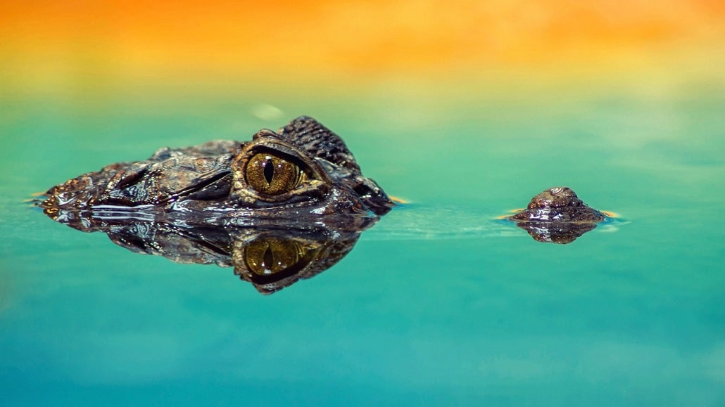 Krokodyl wynuża się z wody