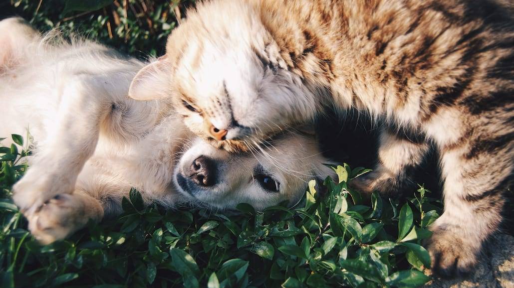 Miłośnicy kotów vs miłośnicy psów - co mówią o nich dane Facebooka?