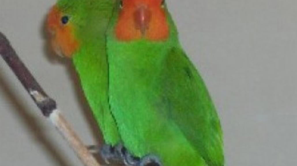 Papużki nierozłączki