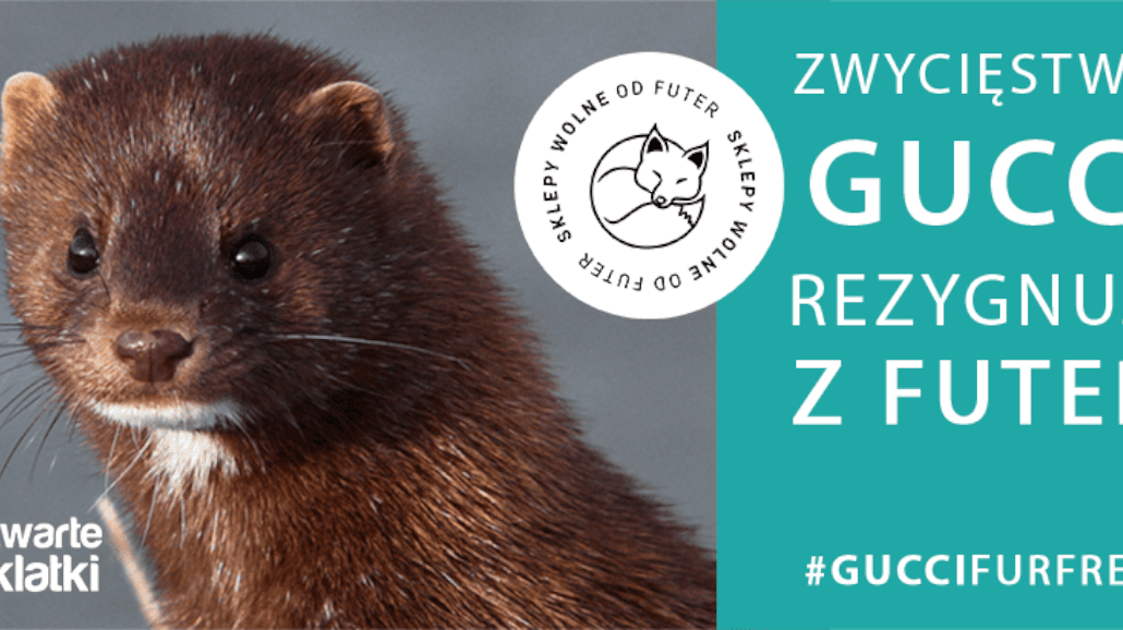 Gucci rezygnuje z naturalnych futer!