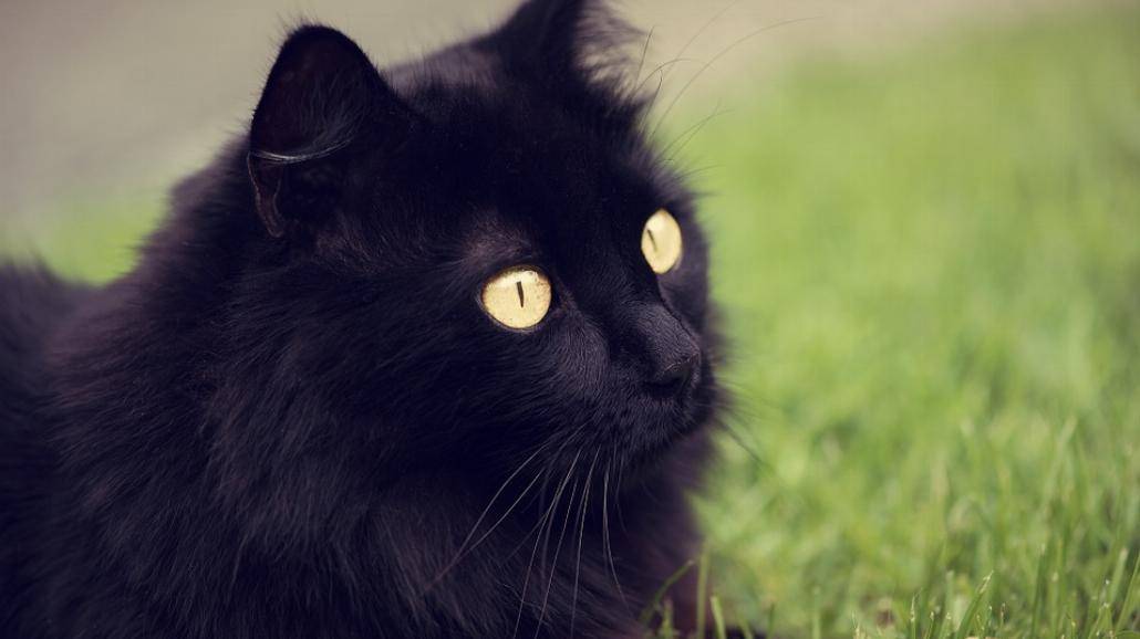 Szlachetna akcja - promujmy adopcję czarnych kotów! [WIDEO]