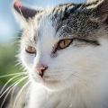 Jak zostać weterynarzem? - Studia weterynaryjne w Polsce - gdzie można studiować weterynarię, weterynaria studia, gdzie studiować weterynarię