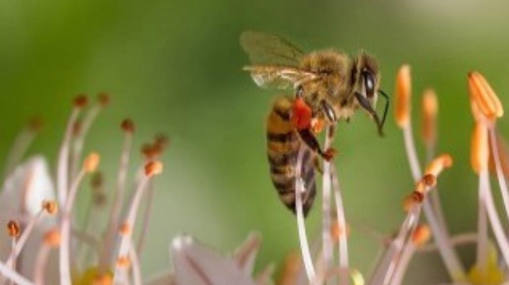 Internauci ratują pszczoły