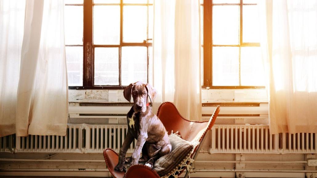 Gwiazdy na czterech łapach - najpopularniejsze psy na Instagramie [FOTO]