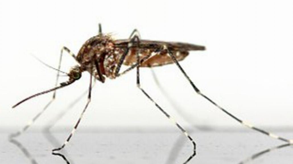 Wirus zika atakuje! Zobacz filmik, jak rozpoznać chorobę [WIDEO]