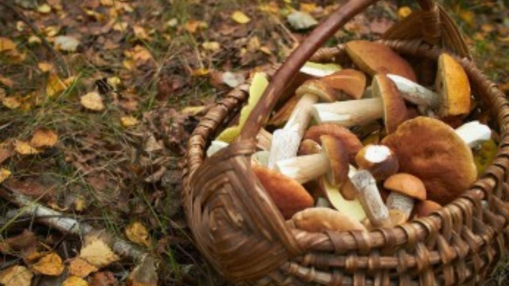 Dary lasu – smakowite grzyby w polskiej kuchni