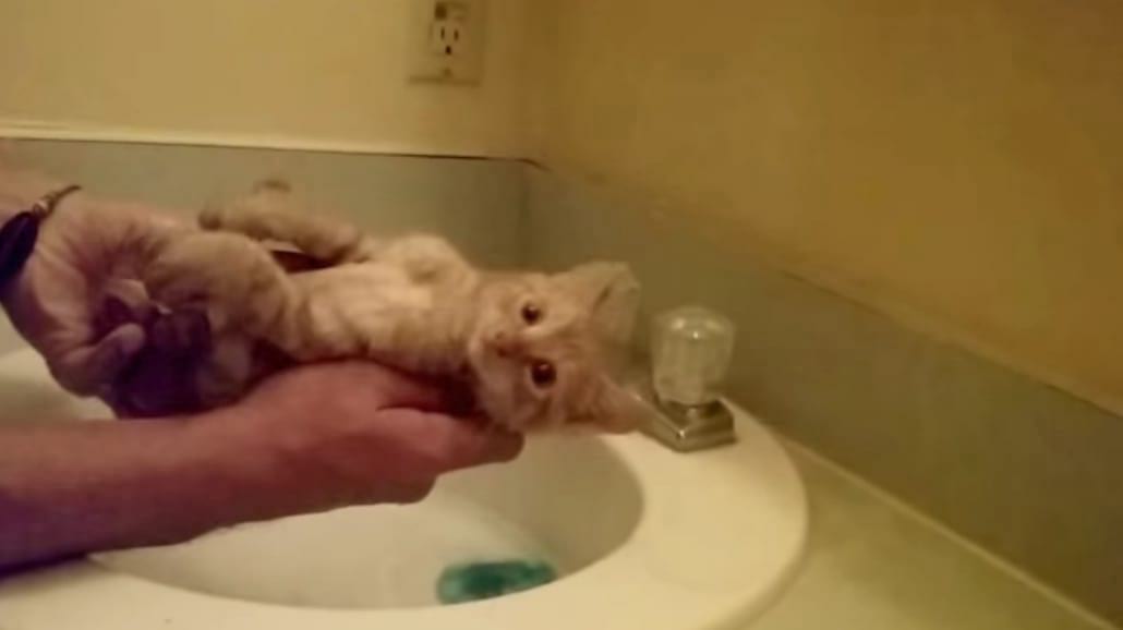 Jak wykąpać kotka, żeby się nie stresował?