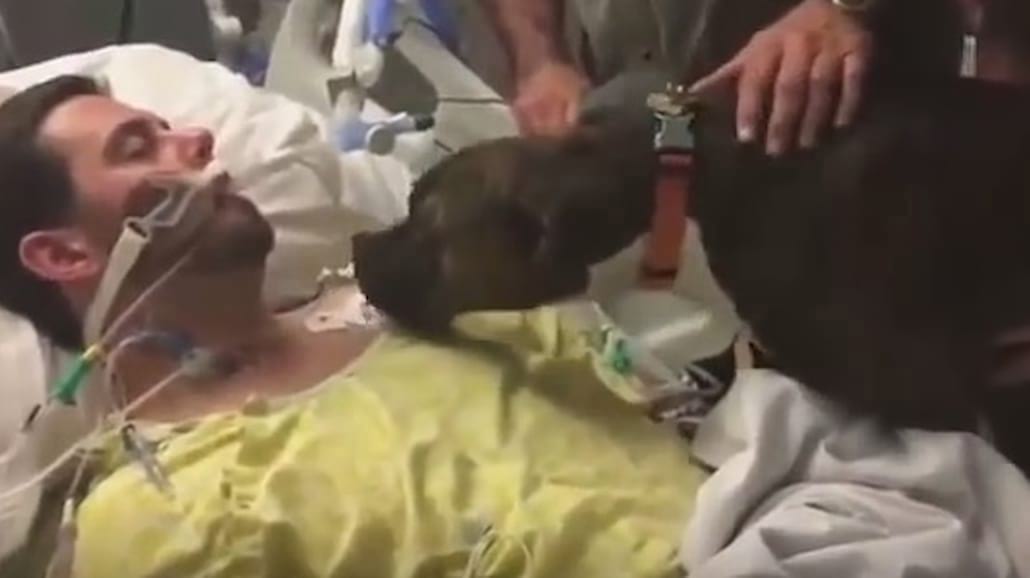 Rozczulające nagranie, jak pies żegna swojego umierającego pana w szpitalu [WIDEO]