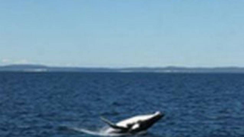 Młody wieloryb za matkę wziął łódź...