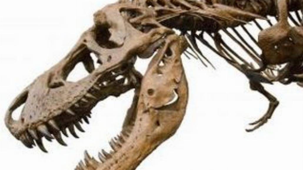 Pierwszy polski dinozaur - przodek tyranozaura!