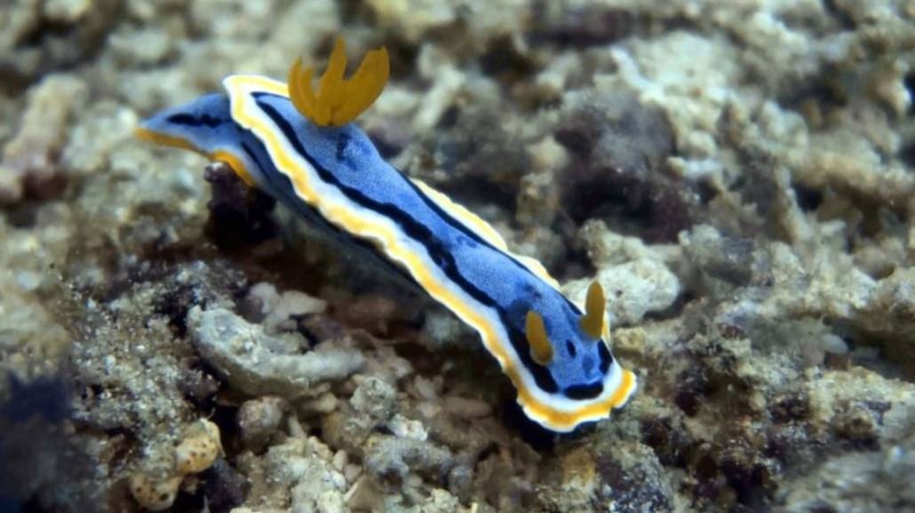 Nudibranch - śmieszny morski ślimak nagoskrzelny [FOTO]