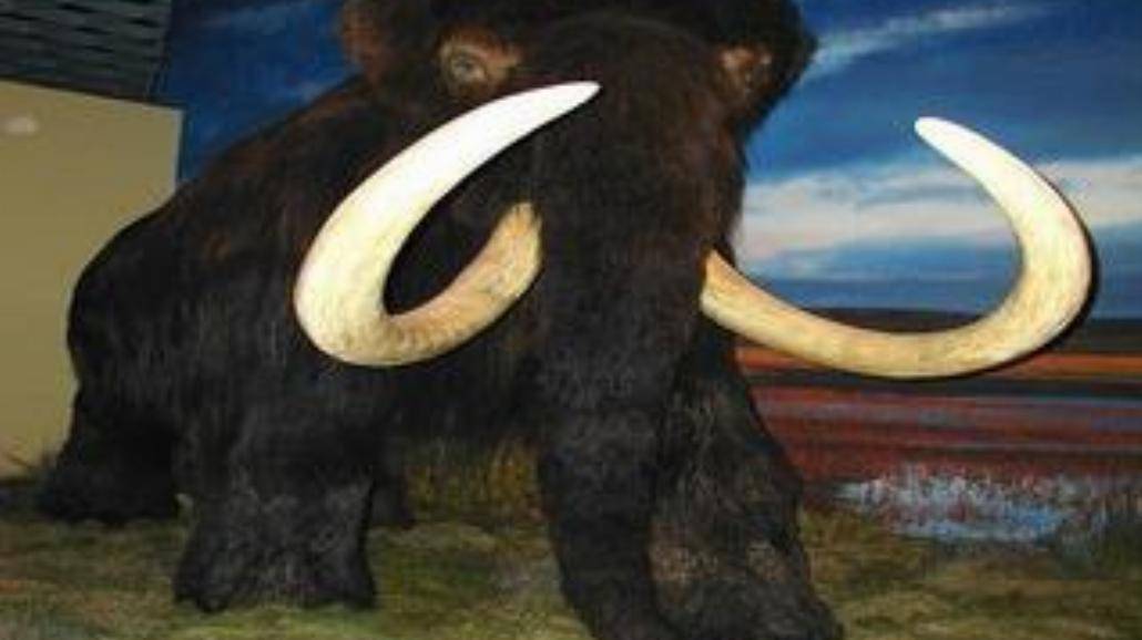 Wskrzesimy mamuta?